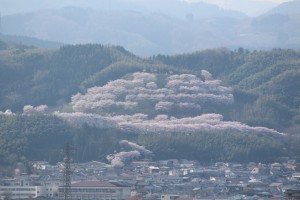 窓から見える桜2