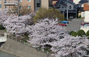 窓から見える桜3