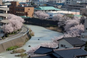 窓から見える桜１